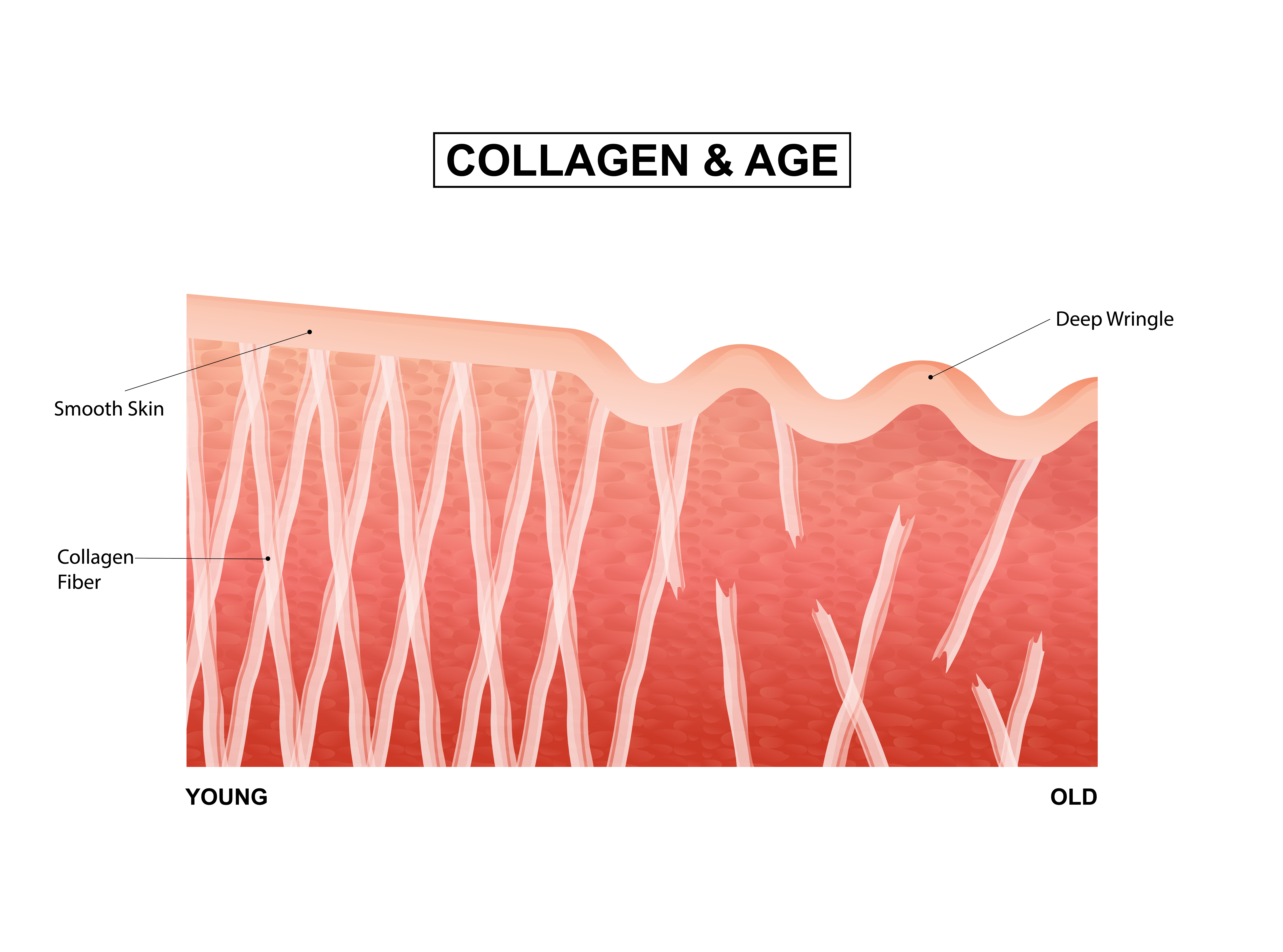 How collagen declines as you get older and during the menopause